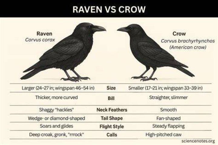 Difference Between Crow And Raven, Raven Or Crow There Is A Difference