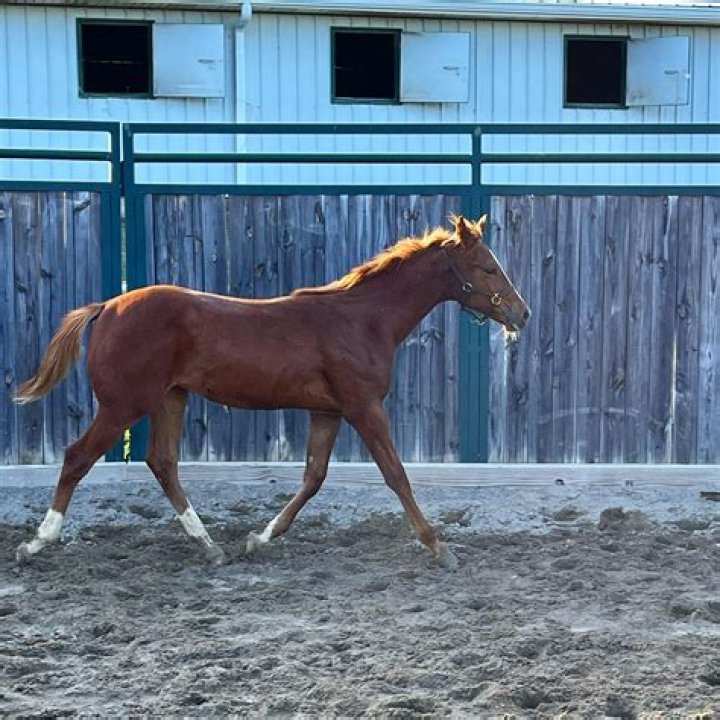 Discover The Charm Of Running Springs Farm Airbnb