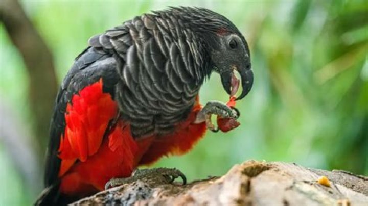 Discovering The Enigmatic Dracula Parrot