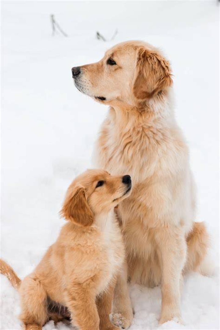 Dog Mom Transforms Golden Retriever&rsquo;s Medical Cone Into Hilarious