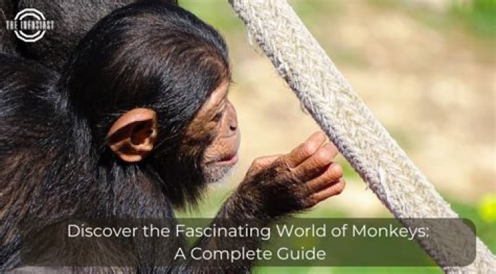 Exploring The Fascinating World Of Boa Samples