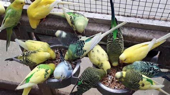 Grasparkieten kweken is een leuke hobby! YouTube