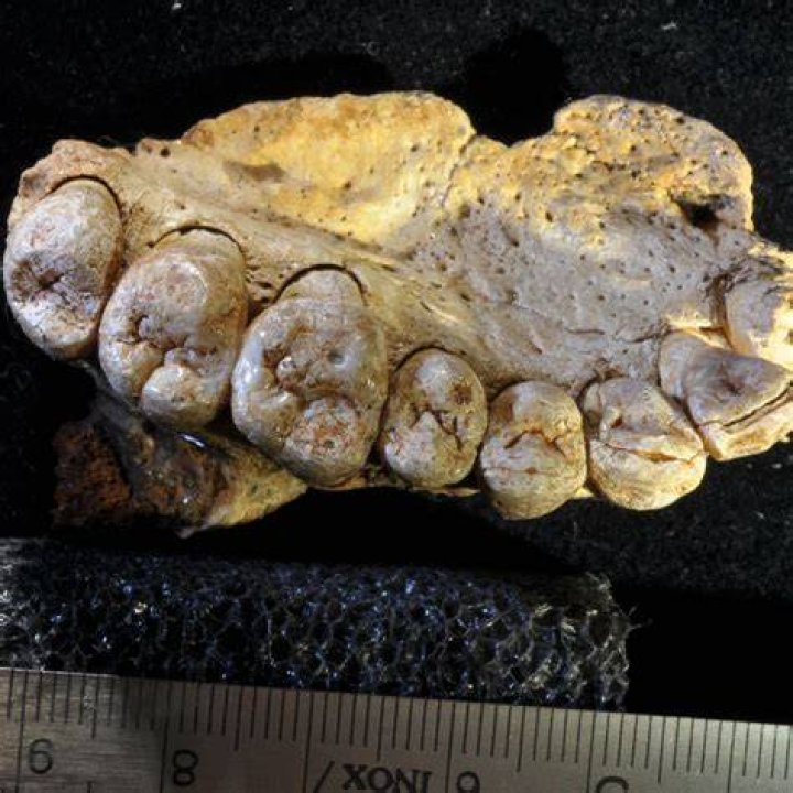 &lsquo;90 Million Year Old Beast&rsquo; Falls &lsquo;Dead&rsquo; While Chasing Dwayne Johnson&rsquo;s