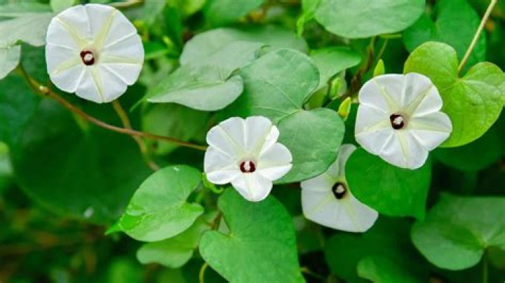 Paula Patton's Relationships: A Comprehensive Guide