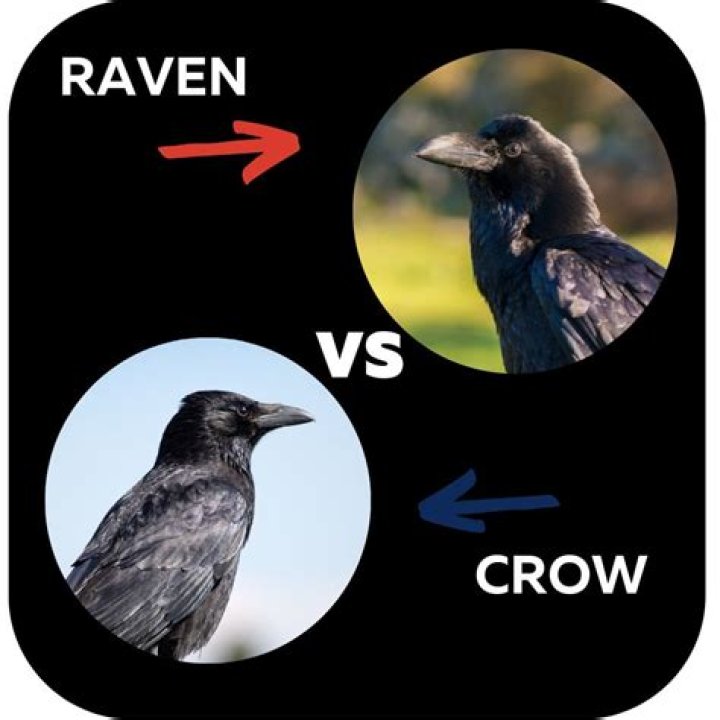 Raven vs Crow What Are The Differences?