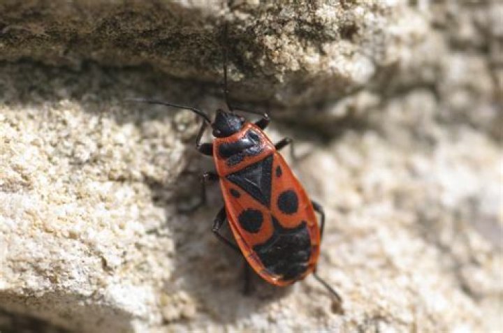 some red and black bugs in a white bowl