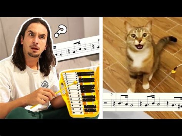 The Kiffness Xylophone Cat (Singing Cat Collab) house cat The