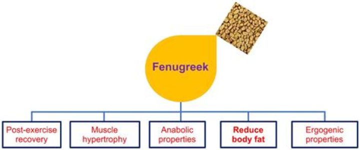 Transformative Journey: Before And After Fenugreek