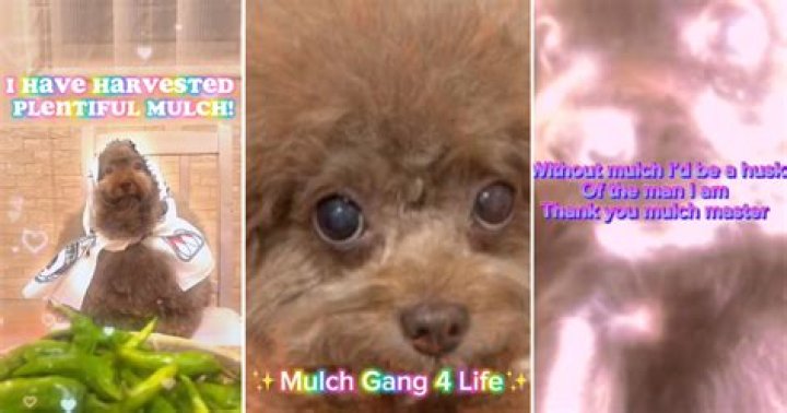 Unleashing Laughter: The Hilarity Of The Mulch Dog Meme