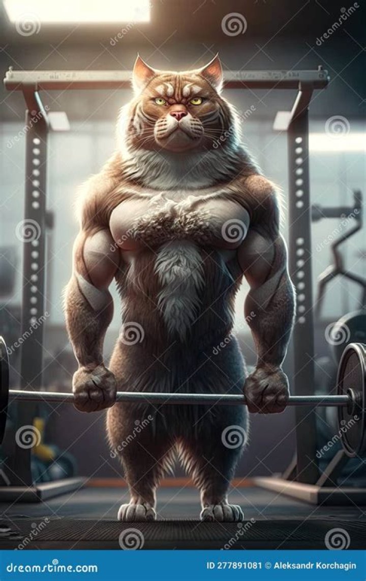 Unleashing The Humor: The Muscle Cat Meme Phenomenon