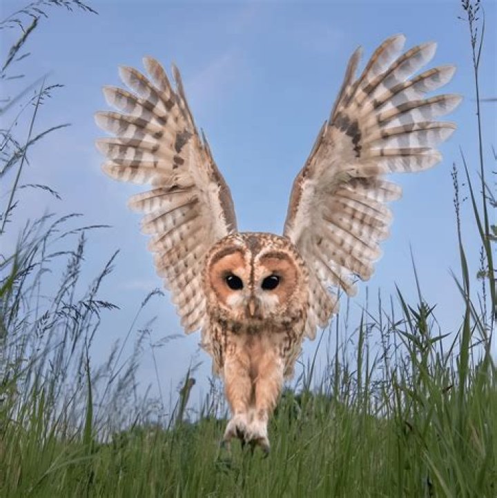 Unveiling The Mystique Of The Tawny Kitsen