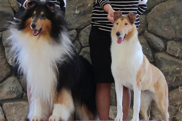 Unveiling The Phenomenon Of Colie TikTok: A Deep Dive