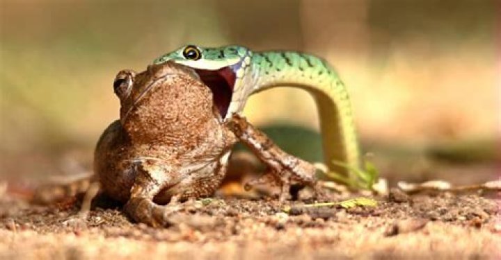 Unveiling The Predators: What Animals Eat Snakes?