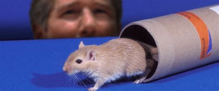 Unveiling The Truth: Richard Gere And The Gerbil Myth