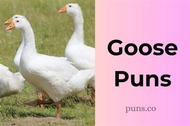 Waddling Into Laughter: A Quirky Exploration Of Goose Name Puns