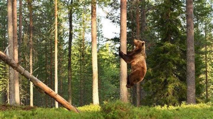 When Nature Turns The Tables: The Story Of A Bear Climbing A Tree On A Hunter