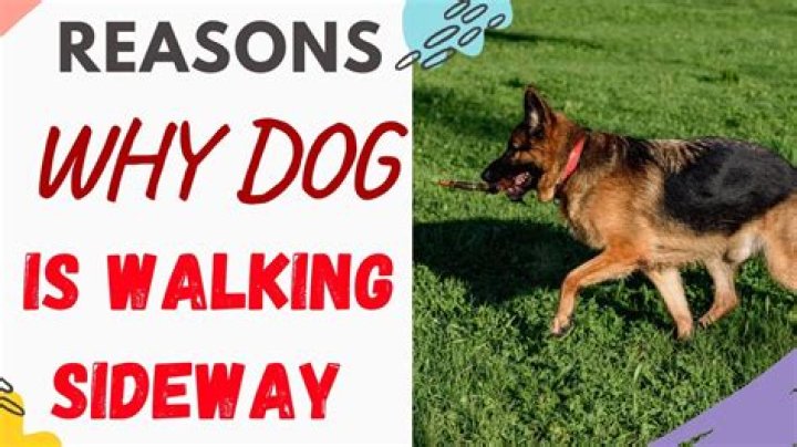 When Your Dog Is Looking Suspicious: Unraveling The Mystery